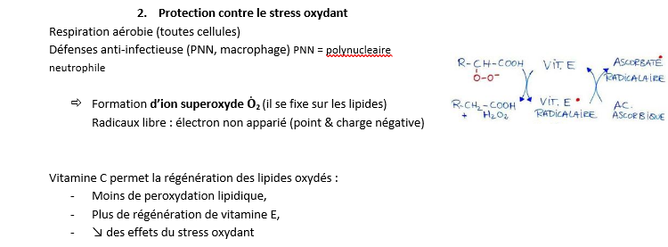 Protection contre le stress oxydant.png